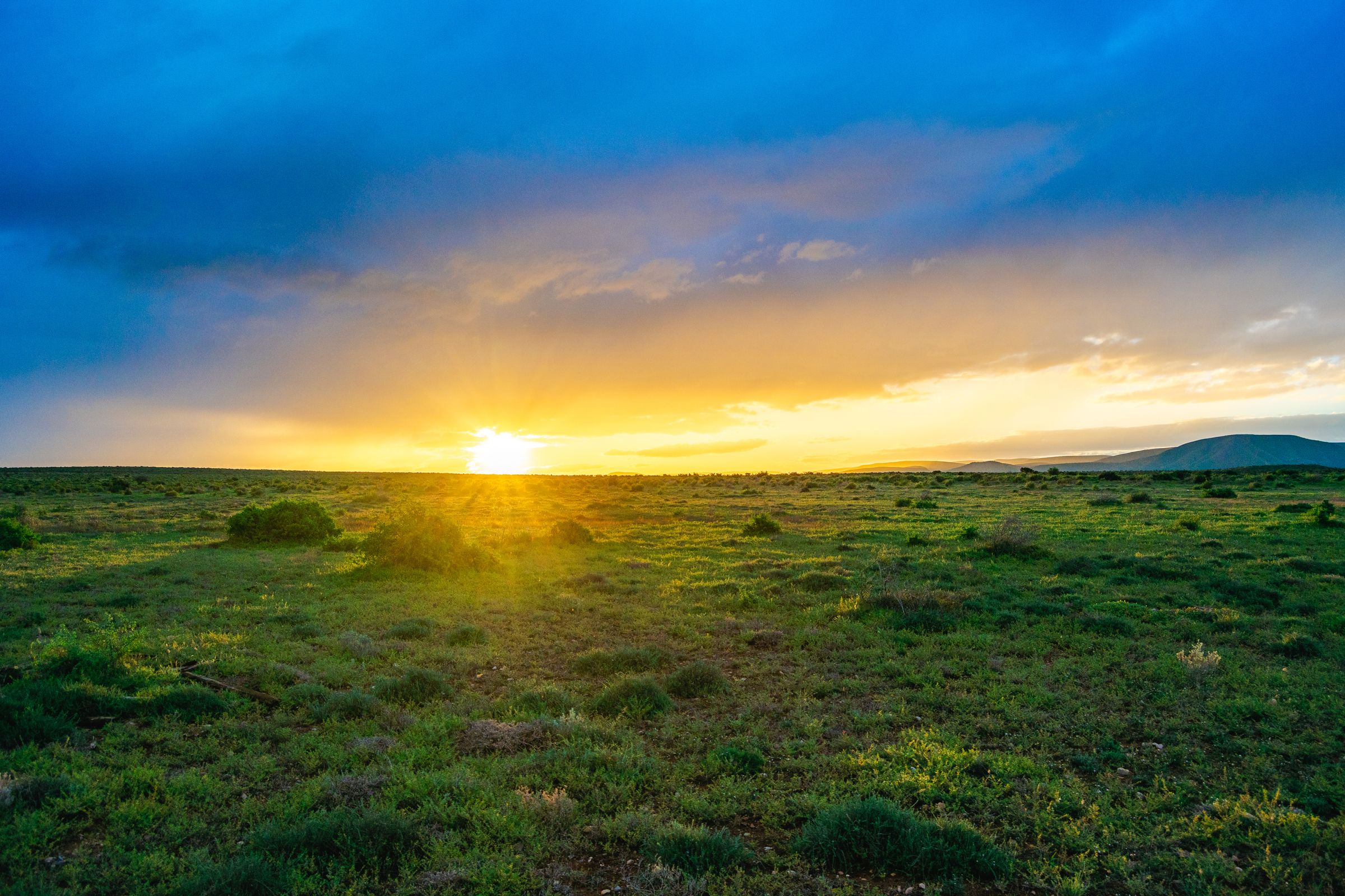 Karoo veld at sunrise, Eastern Cape